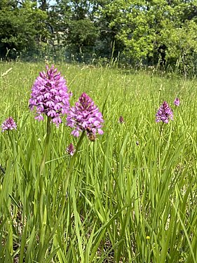 Pyramiden-Hundswurz Anacamptis pyramidalis