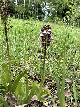 Purpur-Knabenkraut Orchis purpurea Purpur-Knabenkraut Orchis purpurea