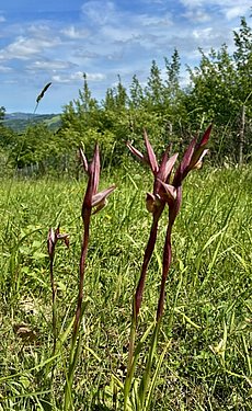 Pflugschar-Zungenstendel Serapias vomeracea Pflugschar-Zungenstendel Serapias vomeracea