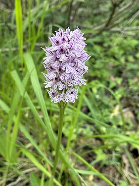 Dreizähniges Knabenkraut Neotinea tridentata Dreizähniges Knabenkraut Neotinea tridentata