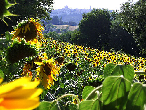 Sonnenblumenfeld