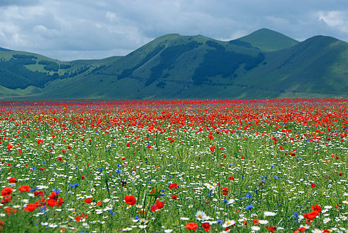 Blumenwiese in den italienischen Marken